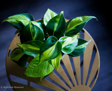 Load image into Gallery viewer, Philodendron Cordatum 'Brazil'