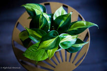 Load image into Gallery viewer, Philodendron Cordatum 'Brazil'