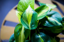 Load image into Gallery viewer, Philodendron Cordatum 'Brazil'