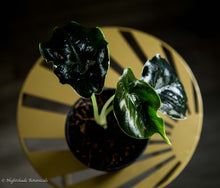Load image into Gallery viewer, Alocasia Azlanii