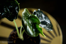 Load image into Gallery viewer, Alocasia Azlanii