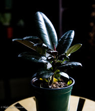 Load image into Gallery viewer, Ficus Decora Burgandy