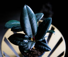 Load image into Gallery viewer, Ficus Decora Burgandy