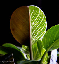 Load image into Gallery viewer, Reverting Philodendron Birkin