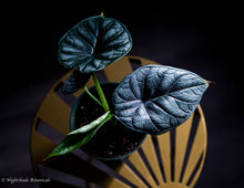 Load image into Gallery viewer, Alocasia Dragon Scale
