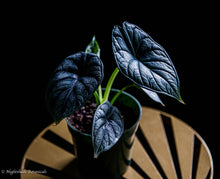 Load image into Gallery viewer, Alocasia Dragon Scale
