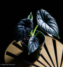 Load image into Gallery viewer, Alocasia Dragon Scale