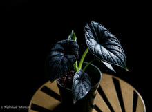 Load image into Gallery viewer, Alocasia Dragon Scale