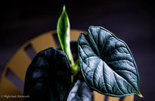 Load image into Gallery viewer, Alocasia Dragon Scale