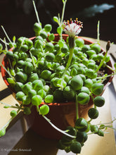 Load image into Gallery viewer, String of Pearls