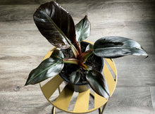 Load image into Gallery viewer, Philodendron Black Cardinal