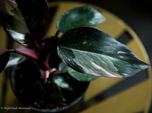 Load image into Gallery viewer, Philodendron Pink Princess