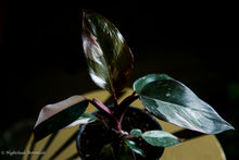 Load image into Gallery viewer, Philodendron Pink Princess