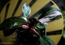 Load image into Gallery viewer, Philodendron Pink Princess