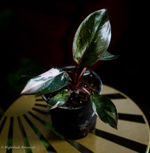 Load image into Gallery viewer, Philodendron Pink Princess