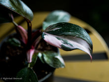 Load image into Gallery viewer, Philodendron Pink Princess