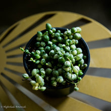 Load image into Gallery viewer, Variegated String of Pearls