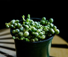 Load image into Gallery viewer, Variegated String of Pearls