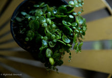 Load image into Gallery viewer, String of Turtles