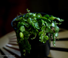 Load image into Gallery viewer, String of Turtles