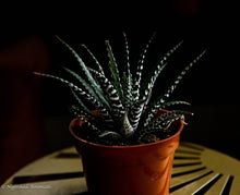 Load image into Gallery viewer, Haworthia Zebra Plant