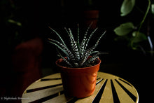 Load image into Gallery viewer, Haworthia Zebra Plant