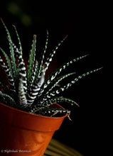 Load image into Gallery viewer, Haworthia Zebra Plant