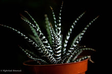 Load image into Gallery viewer, Haworthia Zebra Plant
