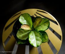 Load image into Gallery viewer, Hoya Australis Lisa