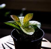 Load image into Gallery viewer, Hoya Australis Lisa