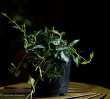 Load image into Gallery viewer, String of Arrows