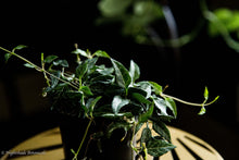 Load image into Gallery viewer, String of Arrows