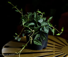 Load image into Gallery viewer, String of Arrows