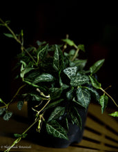 Load image into Gallery viewer, String of Arrows