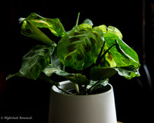Load image into Gallery viewer, Variegated Green Prayer Plant