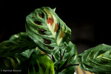 Load image into Gallery viewer, Variegated Green Prayer Plant