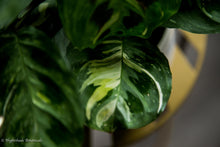 Load image into Gallery viewer, Variegated Green Prayer Plant