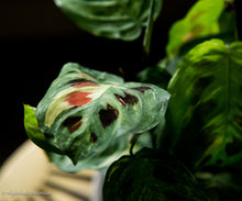 Load image into Gallery viewer, Variegated Green Prayer Plant