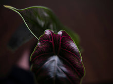 Load image into Gallery viewer, Alocasia Azlanii