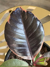 Load image into Gallery viewer, Ficus Elastica Ruby