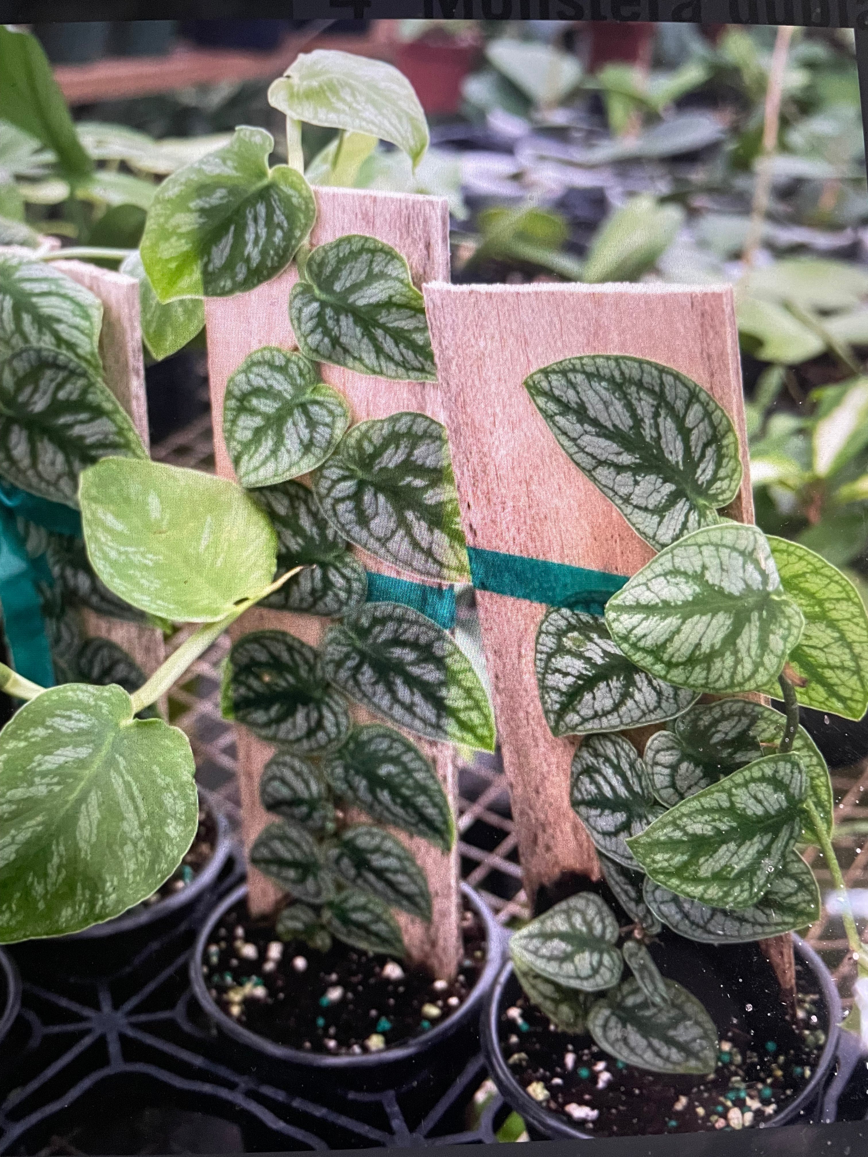 philodendron dubia Monstera Dubia