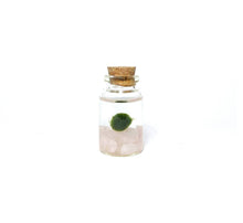 Load image into Gallery viewer, Mini Marimo Moss Ball + Rose Quartz Terrariums