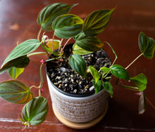 Load image into Gallery viewer, Philodendron Micans