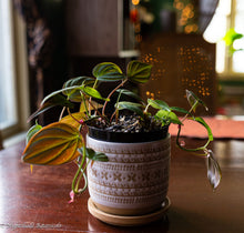 Load image into Gallery viewer, Philodendron Micans