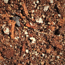 Load image into Gallery viewer, Tropical Succulent Blend