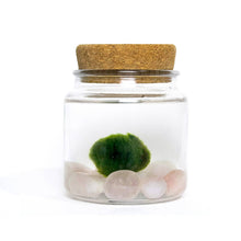Load image into Gallery viewer, Mini Marimo Moss Ball + Rose Quartz Terrariums