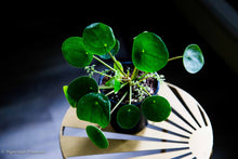 Load image into Gallery viewer, Pilea Peperomiodies
