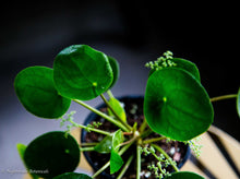 Load image into Gallery viewer, Pilea Peperomiodies
