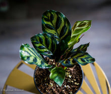 Load image into Gallery viewer, Calathea Peacock

