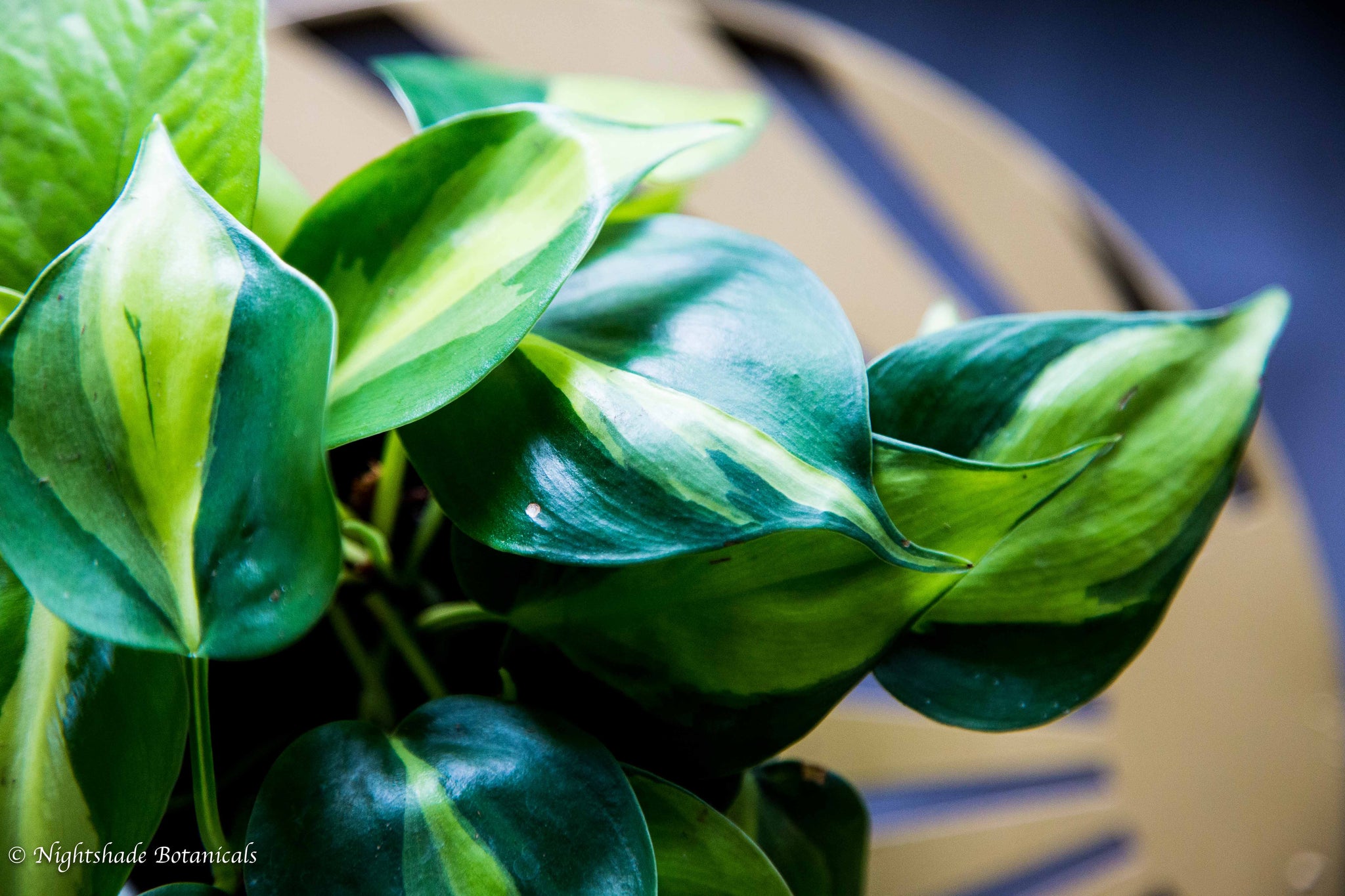 Philodendron Cordatum 'Brazil' – Nightshade Botanicals
